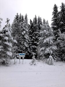 valge mets kääriku